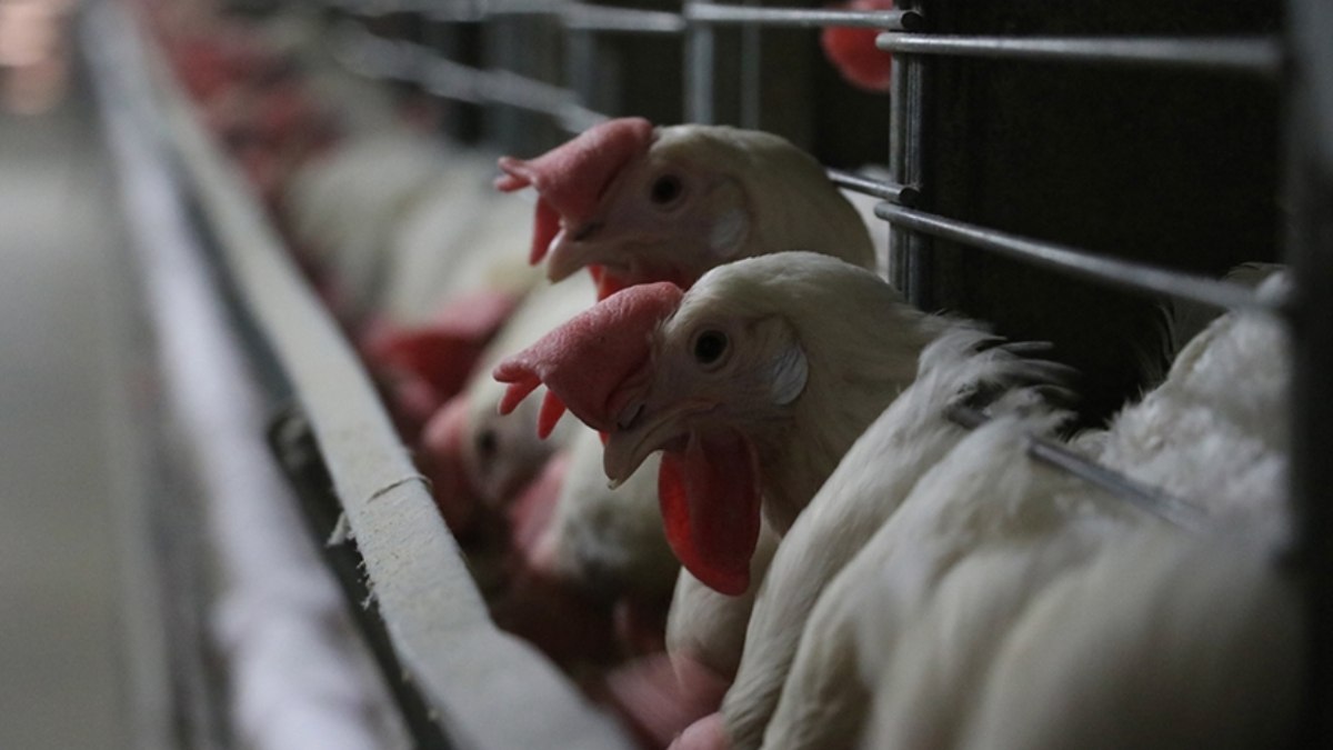 Tarım Bakanlığı’ndan kuş gribi açıklaması: Tüm tedbirler alındı