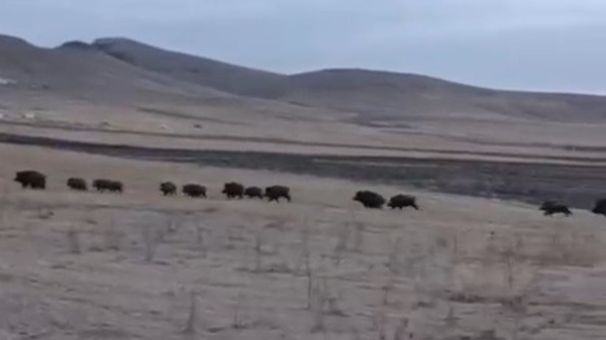 Kars’ta domuz sürüsü kayda alındı