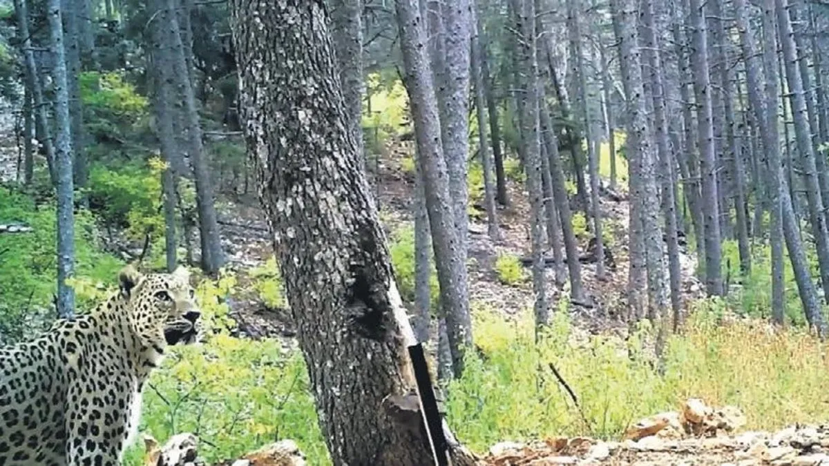 Anadolu parsı yıllar sonra yeniden fotokapana yakalandı