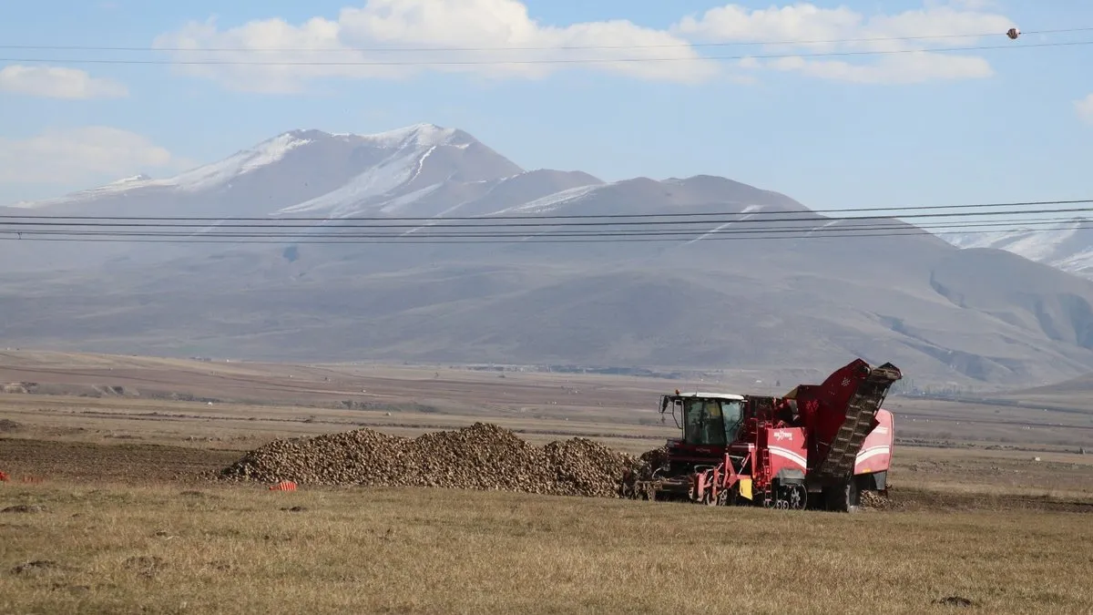 Erzurum’da şeker pancarı üretiminde rekor artış