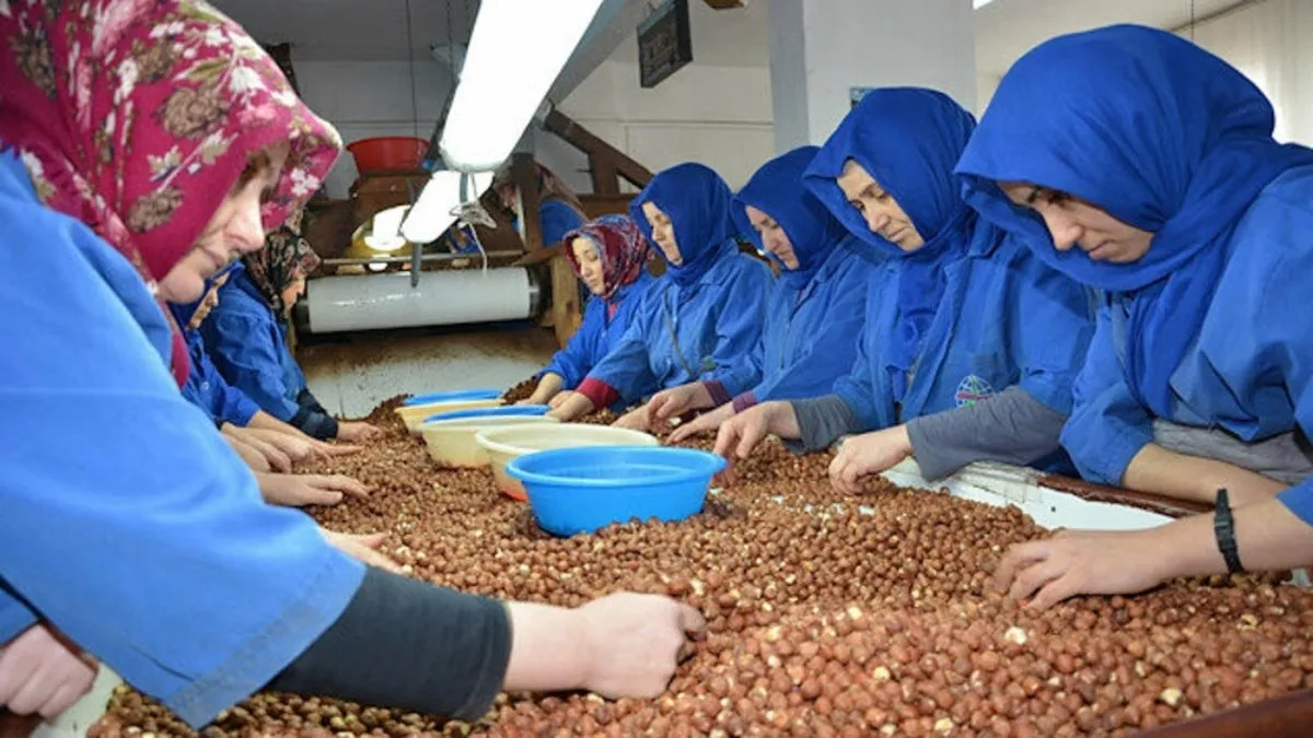 Fındık ihracatında artış trendi sürüyor