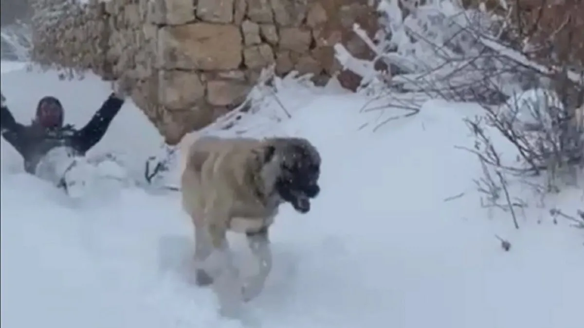 Kangal köpeği ile kayak keyfi