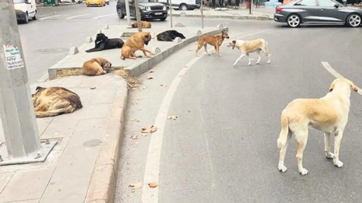 Mamaklı başıboş köpek istemiyor – Yaşam Haberleri