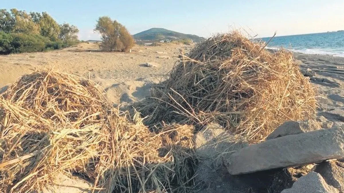 Sahildeki kum zambaklarını iş makineleri ile tahrip ettiler