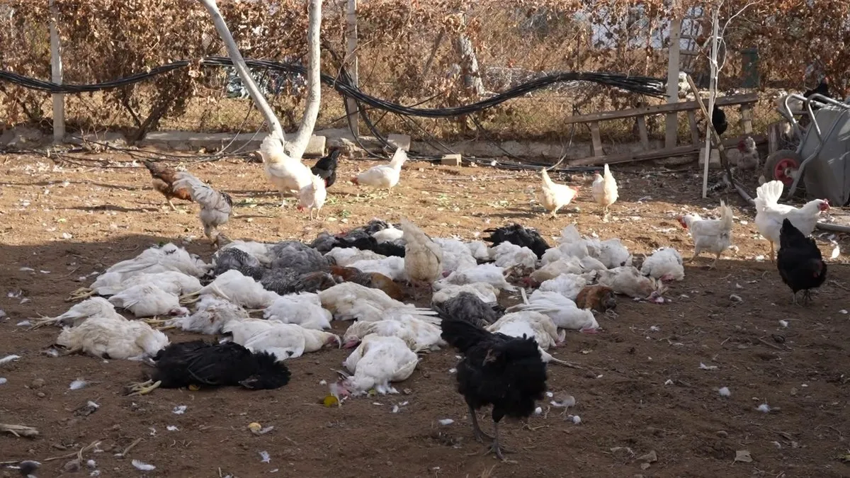 Sokak köpeklerinin saldırısı yüzünden 46 tavuk telef oldu!