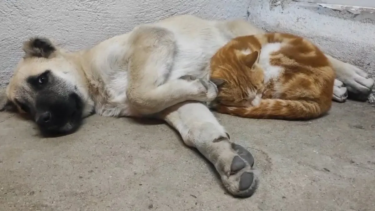 Tunceli’de, kedi ve köpeklerin sevimliği dostluğu