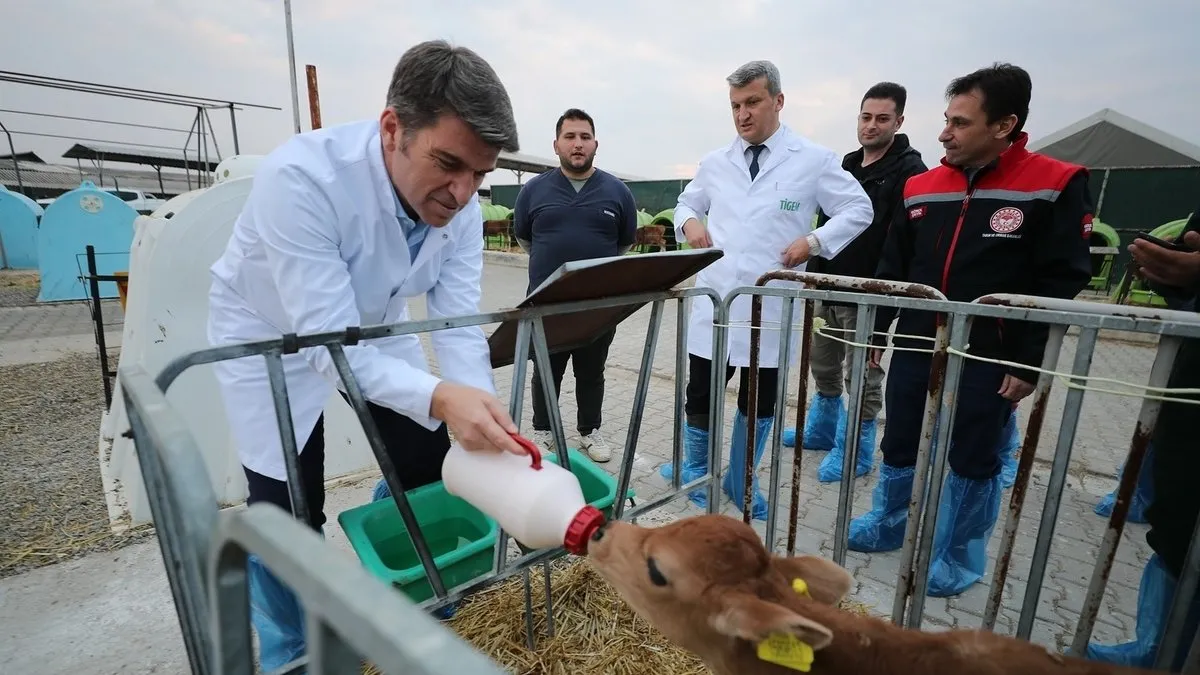 Vali Bakan buzağıyı biberonla besledi