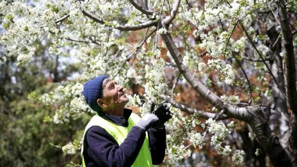 Yeşile adanmış ömür! ‘Yeşil adam’ 15 yılda 45 bin ağacı toprakla buluşturdu