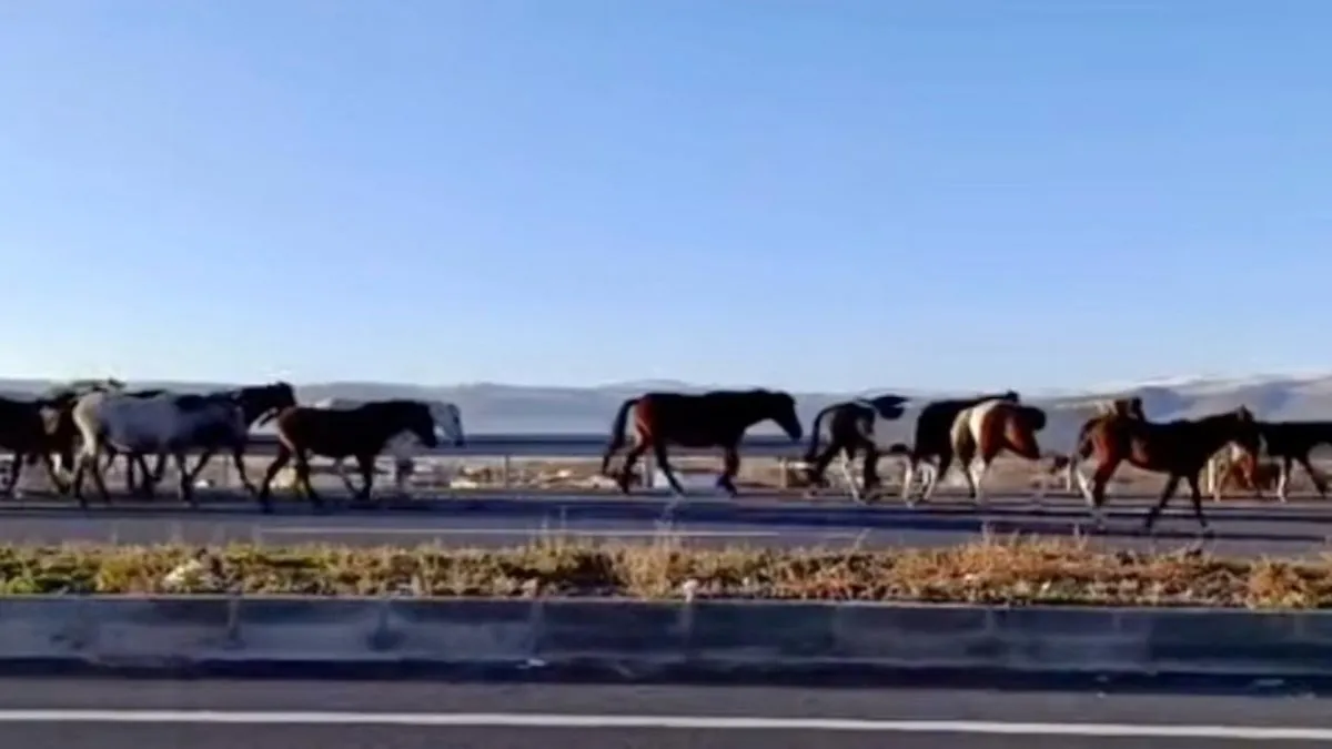 Yılki atları görsel şölen oluşturdu