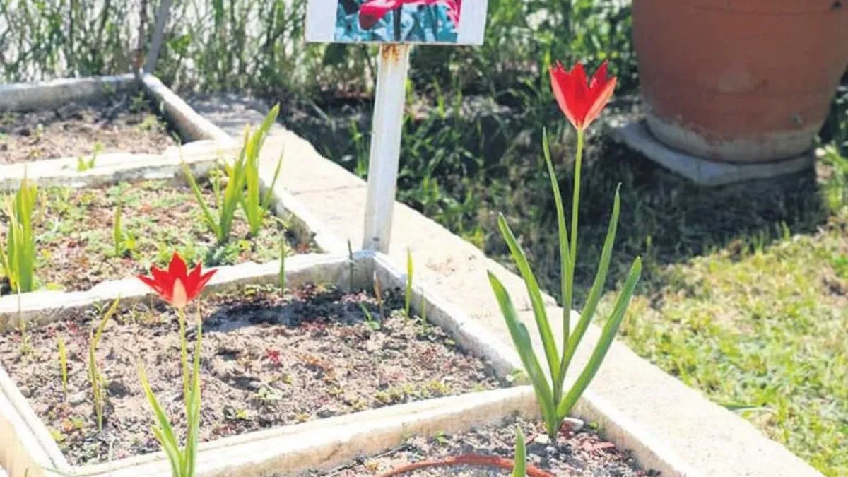 Yitik Lale anavatanına kavuştu – Yaşam Haberleri