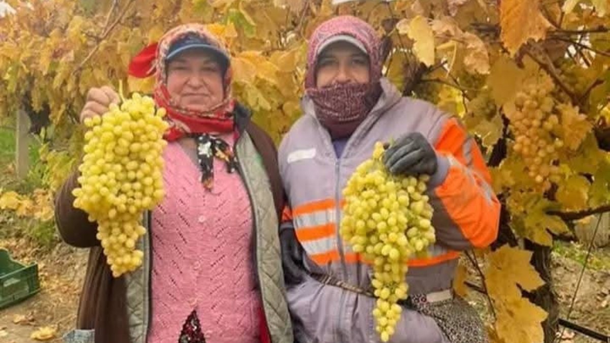 Manisa’nın Sarıgöl ilçesinde hasat kışın da devam edecek