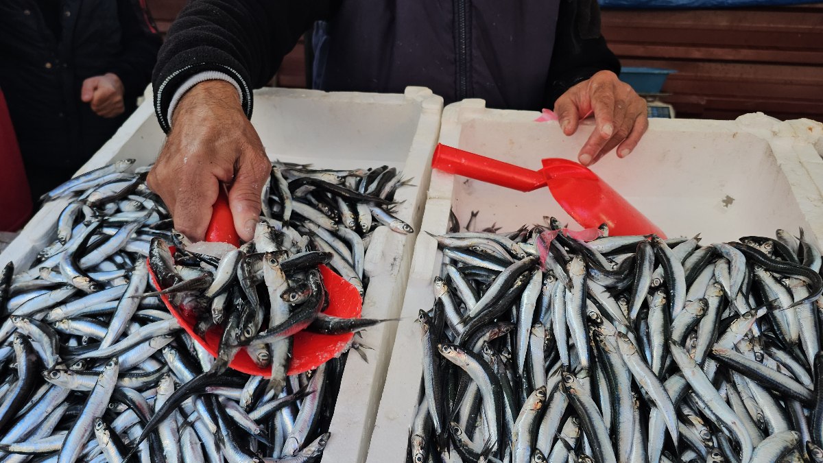 Zonguldak’ta hamsi bolluğu