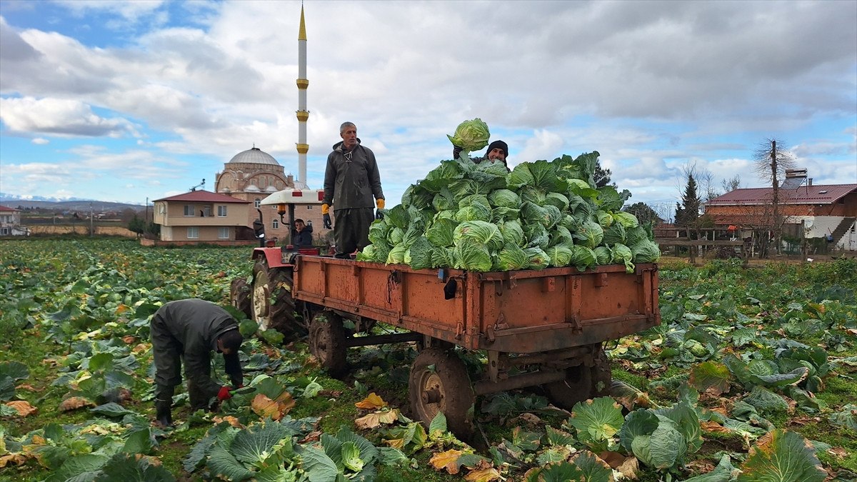 Bafra Ovası’nda beyaz lahanada 135 bin ton rekolte bekleniyor