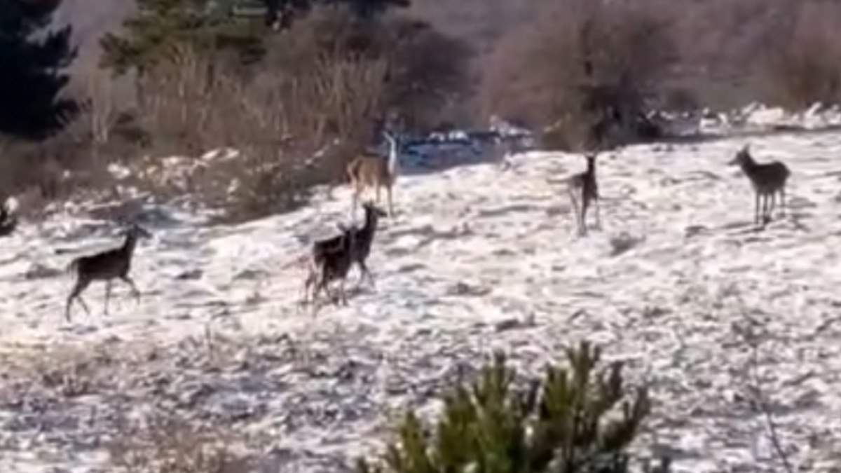 Bolu’da ormanda yiyecek bulmakta zorlanan karaca sürüsü yaylaya indi