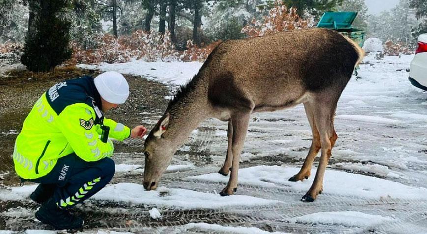 Salda Gölü çevresinde görüntülendi! Kızıl geyikler kayda alındı