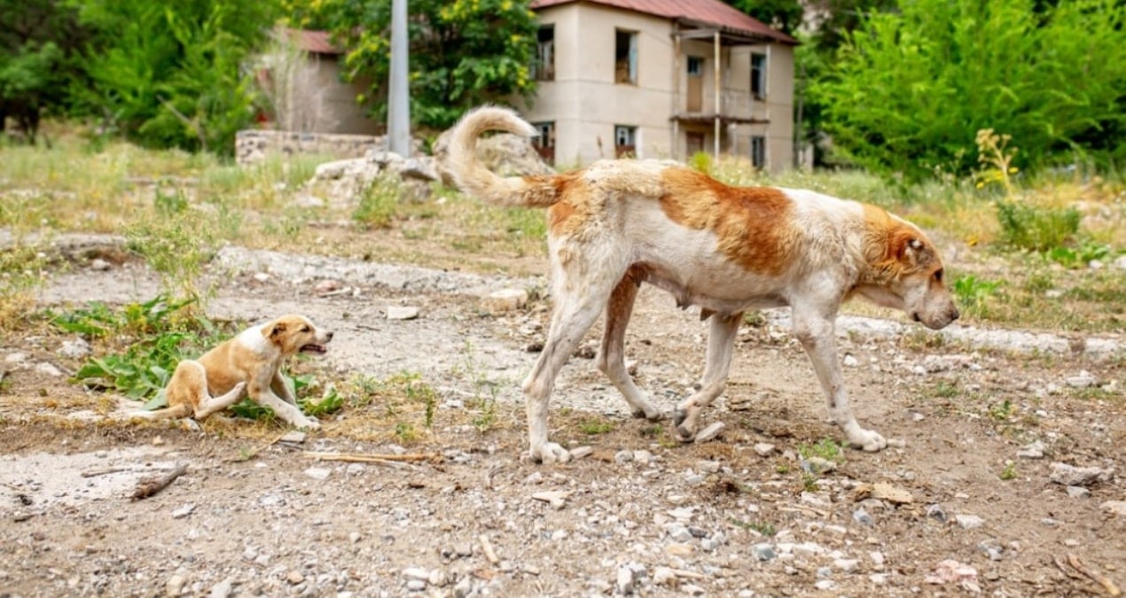 Çernobil köpeklerinin ‘süper güçleri’: 900 mutant köpek