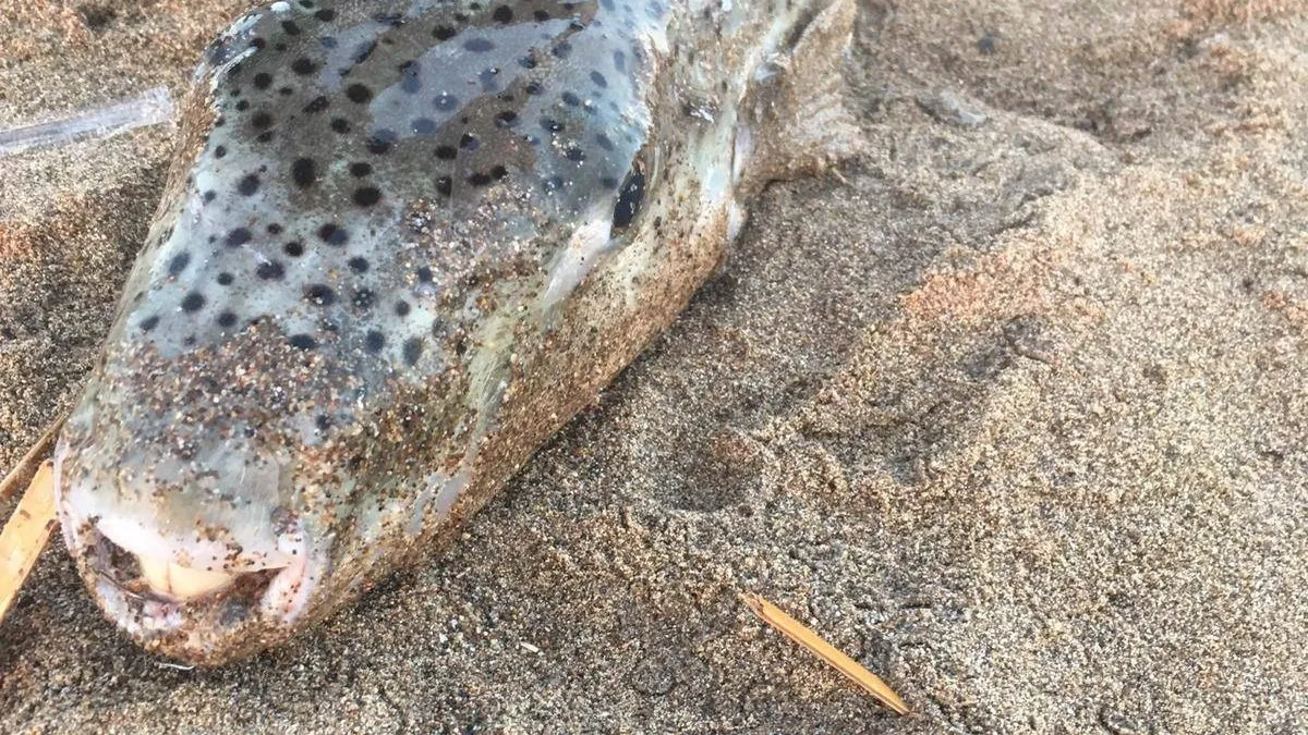 Antalya’da 5 kilogram ağırlığındaki balon balığı herkesi korkuttu!