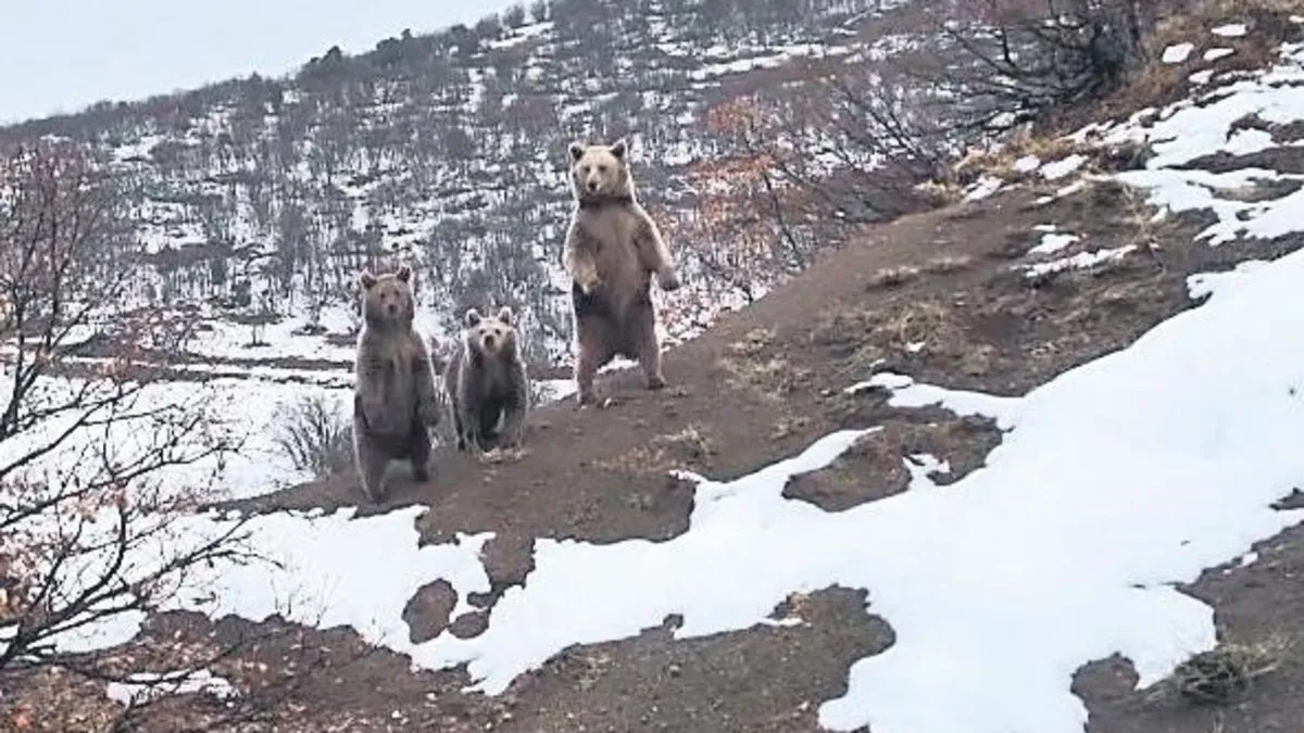 Ayı ailesi böyle poz verdi