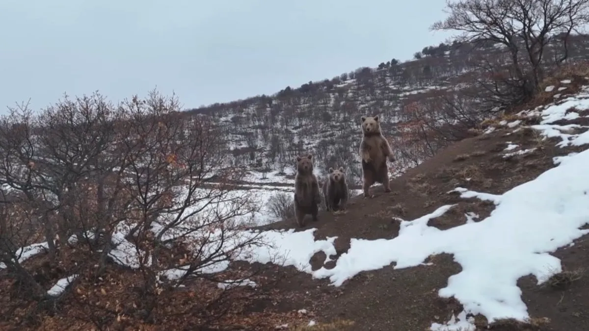 Ayı ailesinin en güzel görüntüleri, Tunceli’de çekildi