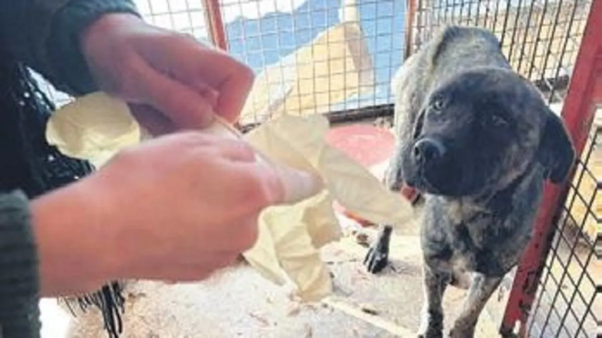 CHP’li belediyenin barınağında köpekler birbirini parçaladı