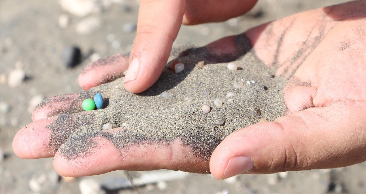 Plastik yiyen süngerler tek umudumuz oldu