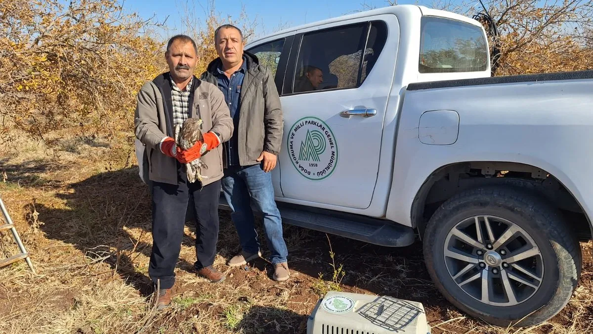 Şanlıurfa’da yaralı atmaca tedavi altına alındı