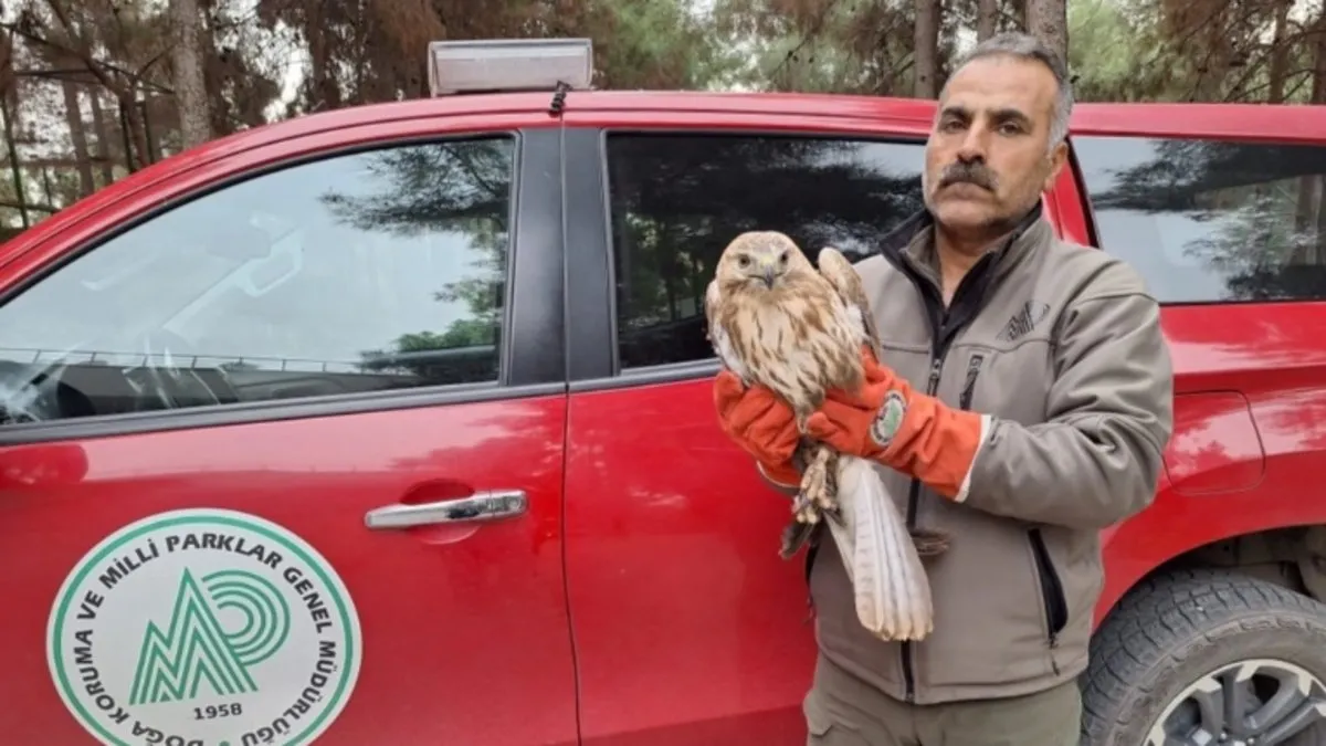 Şanlıurfa’da yaralı halde kırmızı donlu Şahin ve Kızıl Şahin bulundu