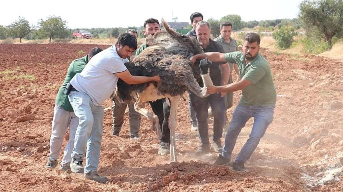 Sınırdan bu defa deve kuşu geçti