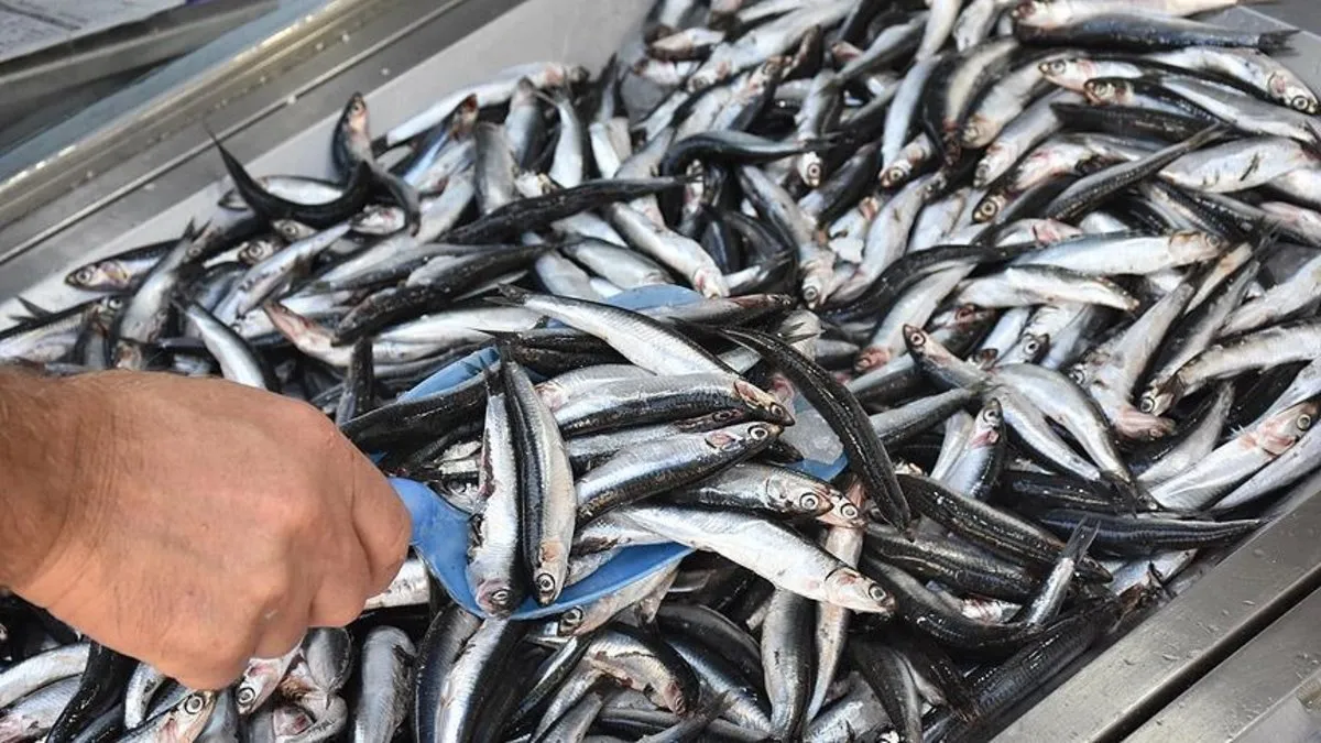 Tezgahlarda hamsi bolluğu! Hamsi 50 liraya kadar düştü