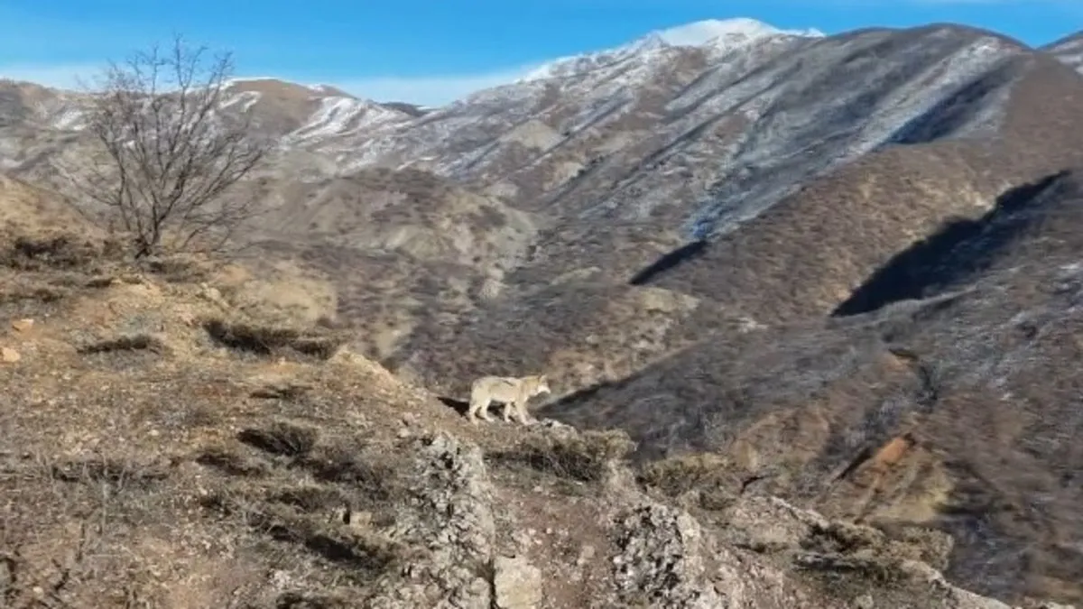 Tunceli Munzur Vadisi’nde yiyecek arayan kurt görüntülendi