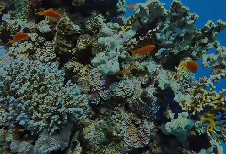 Mısır’ın deniz altı, dalış tutkunlarını cezbediyor