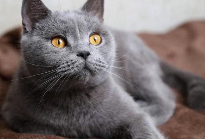 Gri Kedi İsimleri: Gri Kedilere Verilebilecek En Güzel İsimler…