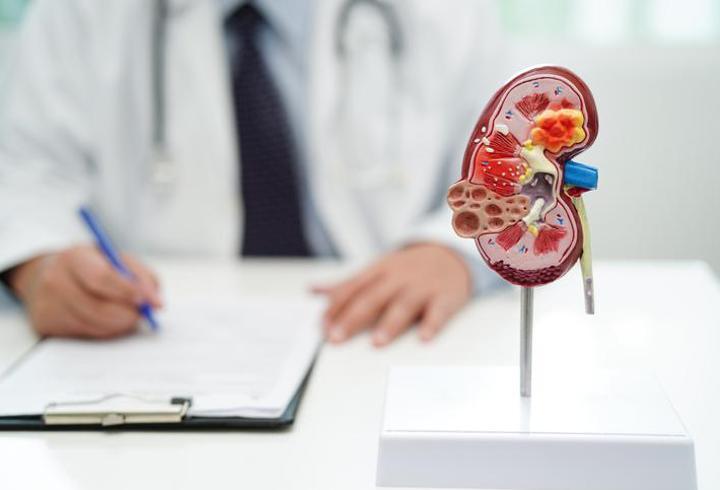 Boşaltım Sistemi Nedir, Görevleri Nelerdir? Boşaltım Sistemi Organları Hangileridir?