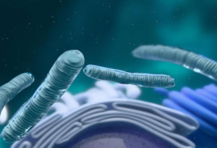 Golgi Cisimciği Nedir? Golgi Cisimciğinin Görevleri, Özellikleri ve Bulunduğu Hücreler Nelerdir?