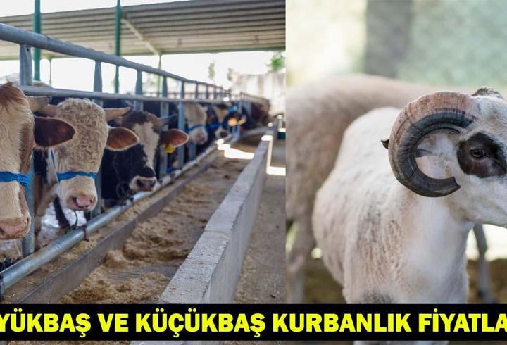 2025 Kurban Bayramı Büyükbaş ve Küçükbaş Kurbanlık Fiyatları Ne Kadar?