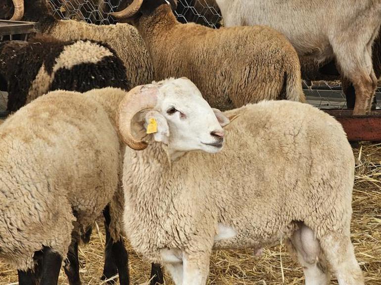 2025 Kurban Bayramı Büyükbaş ve Küçükbaş Kurbanlık Fiyatları Ne Kadar