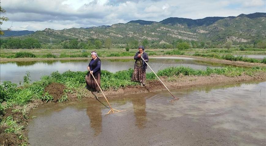 Sinop’ta 18 bin dekar alanda çeltik ekimine başlandı