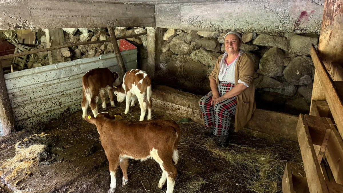 Artvin’de inek dördüz doğurdu, aile sevinç yaşadı