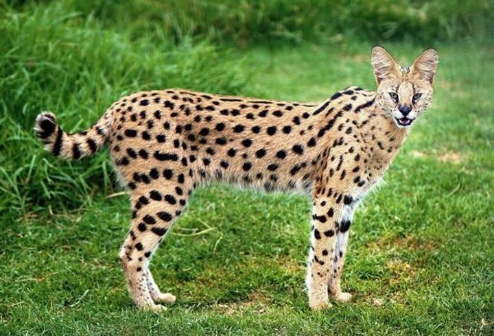 Savannah Kedisi Özellikleri Nelerdir? Savannah Kedisi Bakımı Nasıl Yapılır?