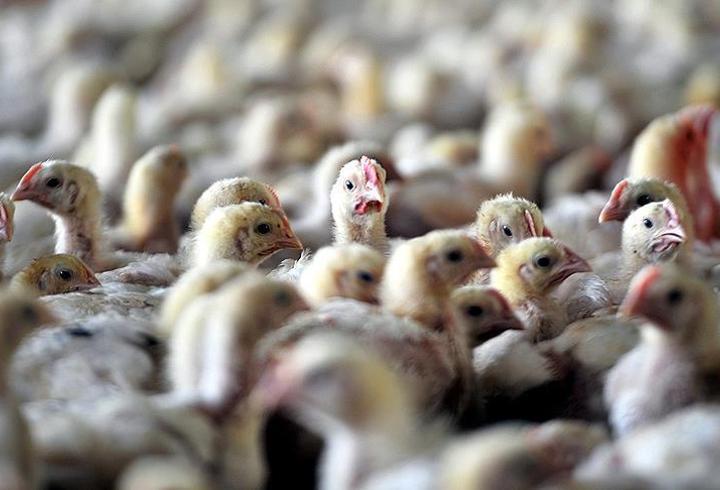 Brezilya’da kuş gribi alarmı: İlk kez doğruladılar
