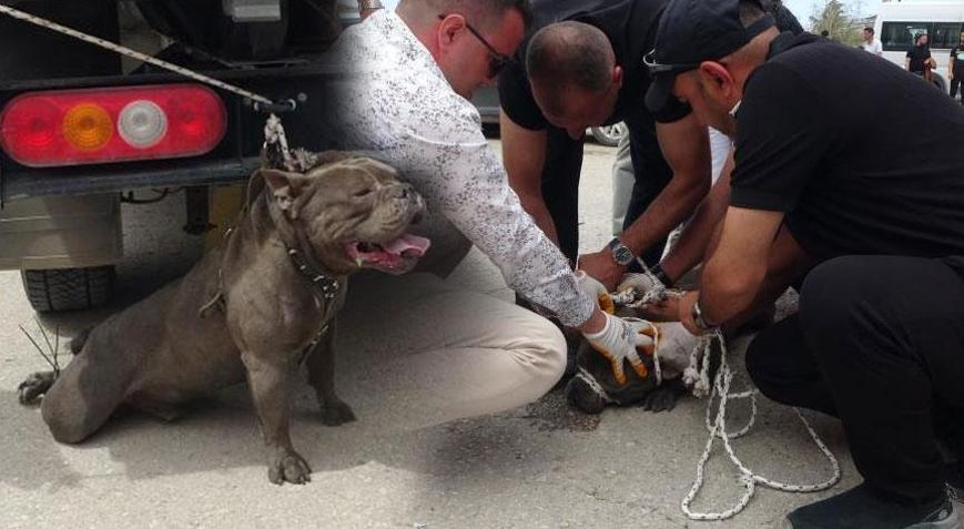 Pitbull kalabalığın arasına daldı! Bir kişi yaralandı, 4 kişi zor zapt etti