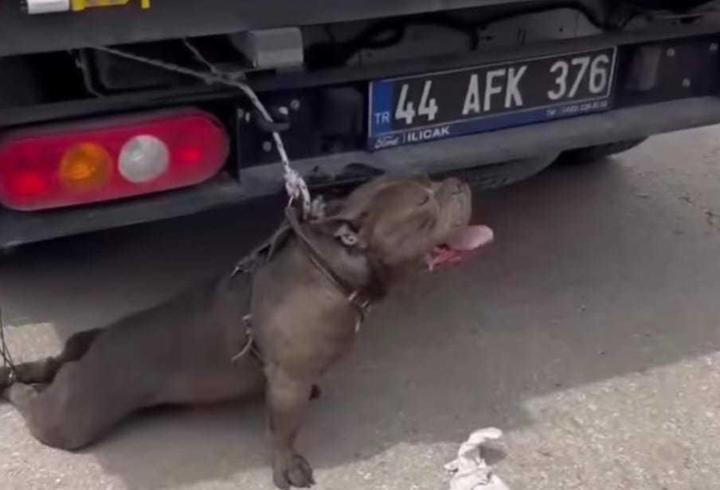 Malatya’da pitbull dehşeti! Kalabalığın arasına dalıp bir kadını ısırdı