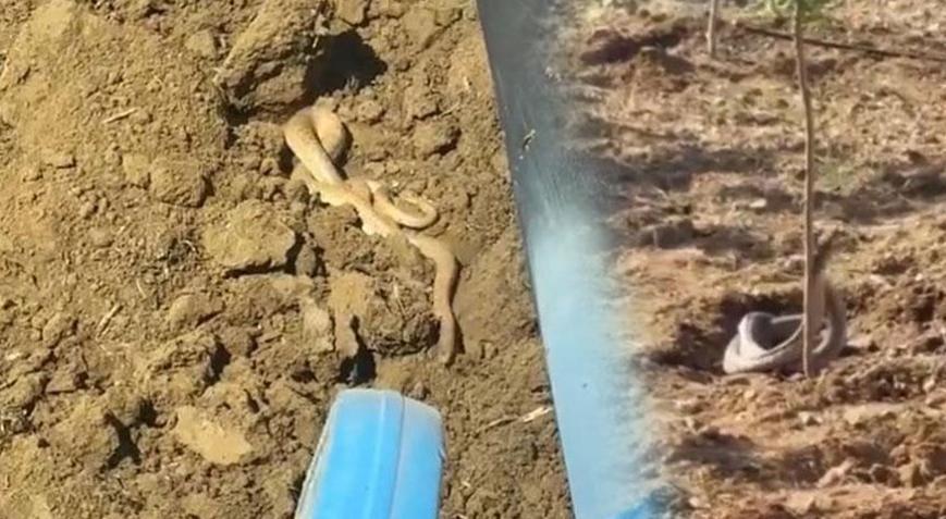 Bir kentte yılan istilası: Yolda ve tarlada görüldüler: Metrelerce uzunlukta…