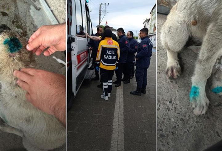 Yer: Zonguldak… Bu kez insan köpeği ısırdı!
