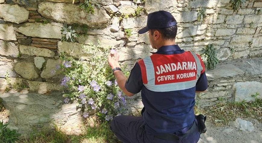 Dünyada sadece Türkiye’de bulunuyor! Jandarma başından ayrılmıyor