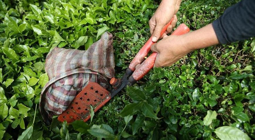 Rize’den yapılan çay ihracatı 5,5 milyon doları aştı