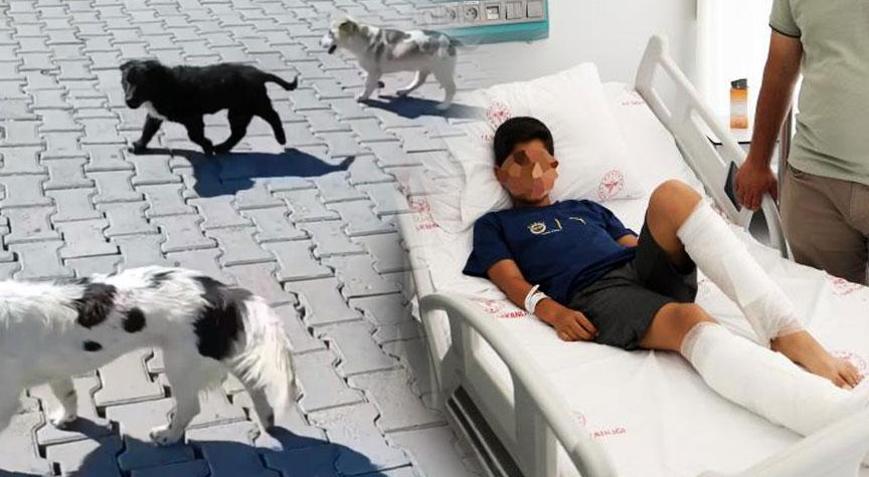 11 yaşındaki çocuğa köpekler saldırdı! ‘Ben yetişene kadar ayaklarının ikisini de parçaladılar’
