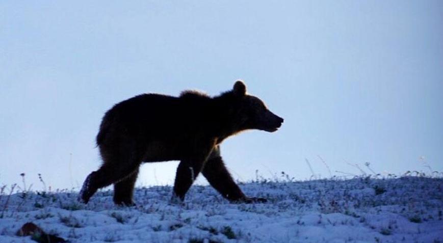 Ardahan’da yaşandı! Yolda önüne çıkan ayıyı kaydetmeye başladı, sonrası inanılmaz