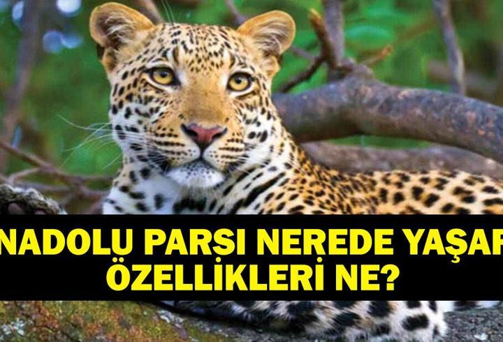 Anadolu Parsı Nerede Yaşar, Ne Kadar Yüksekte? Nesli Tükenmekte Olan Anadolu Parsı’nın Özellikleri Ne? Bakan Yumaklı O Görüntüleri Paylaştı!