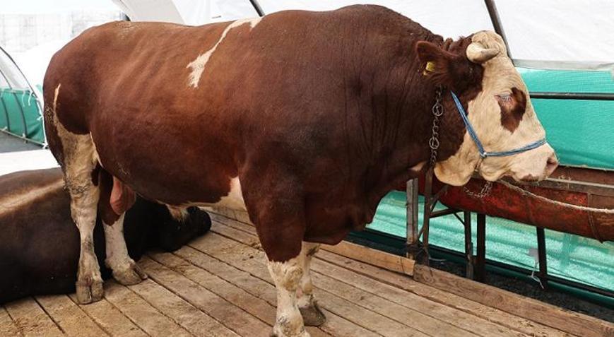 Kurban pazarının gözdesi ‘şampiyon’ oldu! Tam 1 ton 150 kilo ağırlığında: İşte fiyatı…